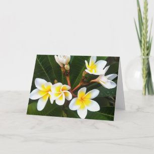 Frangipani Blossom Cluster Artistic Style Card