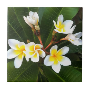 Frangipani Blossom Cluster Artistic Style Ceramic Tile