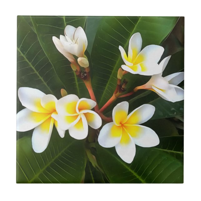 Frangipani Blossom Cluster Artistic Style Ceramic Tile (Front)