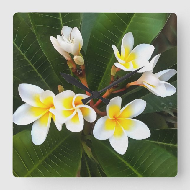 Frangipani Blossom Cluster Artistic Style Square Wall Clock (Front)