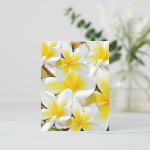 Frangipani Bouquet, Postcard