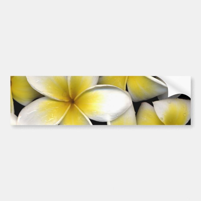 Frangipani Bumper Sticker (Front)