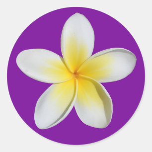 Frangipani Classic Round Sticker