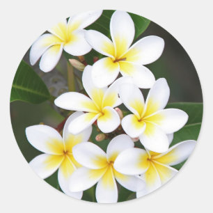 Frangipani Classic Round Sticker