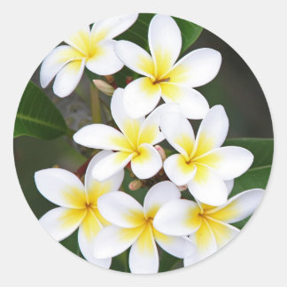 Frangipani Classic Round Sticker