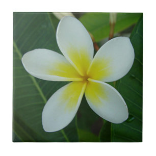 Frangipani Flower Ceramic Tile