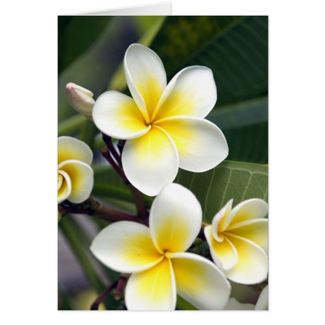 Frangipani flower Cook Islands (Front)