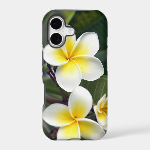 Frangipani flower Cook Islands