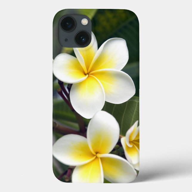 Frangipani flower Cook Islands Case-Mate iPhone Case (Back)