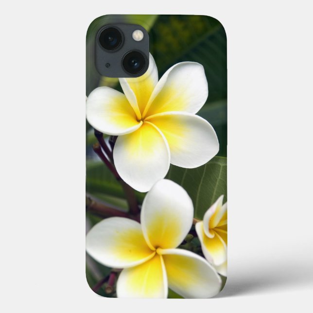 Frangipani flower Cook Islands Case-Mate iPhone Case (Back)