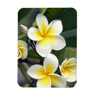 Frangipani flower Cook Islands Magnet