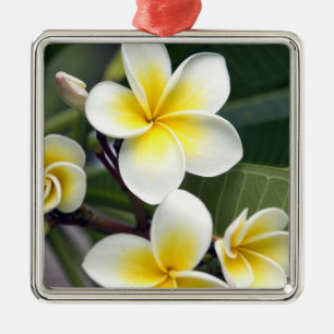 Frangipani flower Cook Islands Metal Tree Decoration