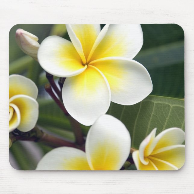 Frangipani flower Cook Islands Mouse Pad (Front)