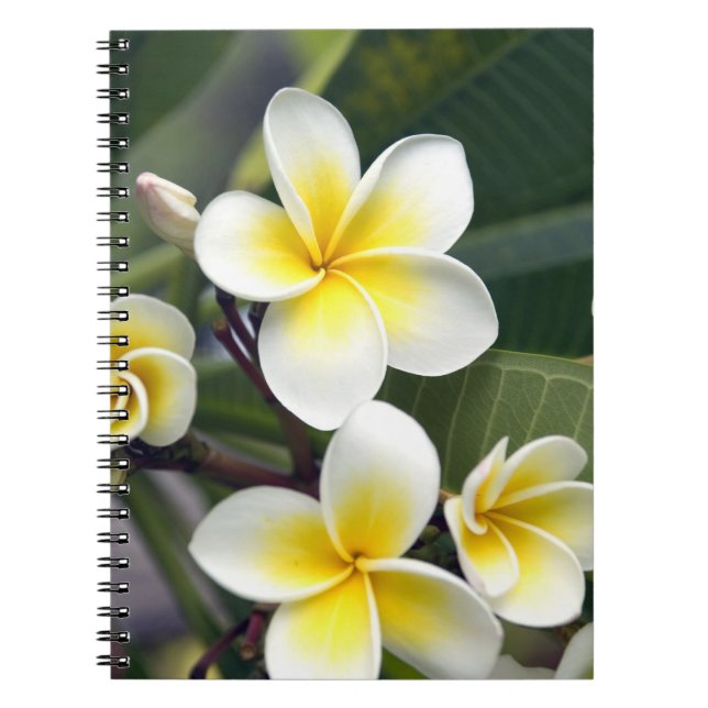 Frangipani flower Cook Islands Notebook (Front)