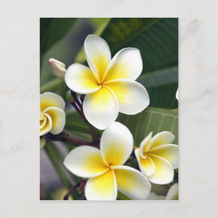 Frangipani flower Cook Islands Postcard