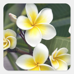 Frangipani flower Cook Islands Square Sticker