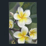 Frangipani flower Cook Islands Tea Towel<br><div class="desc">COPYRIGHT Michael DeFreitas / DanitaDelimont.com | OC14 MDE0033.jpg | Frangipani flower Cook Islands</div>