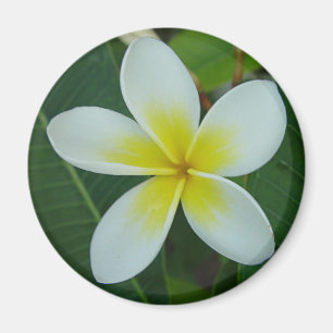 Frangipani Flower Magnet