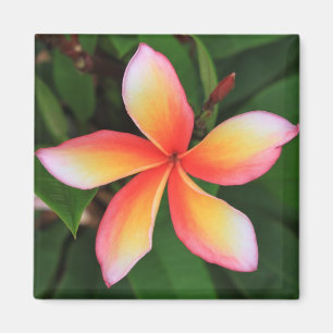 Frangipani flower magnet