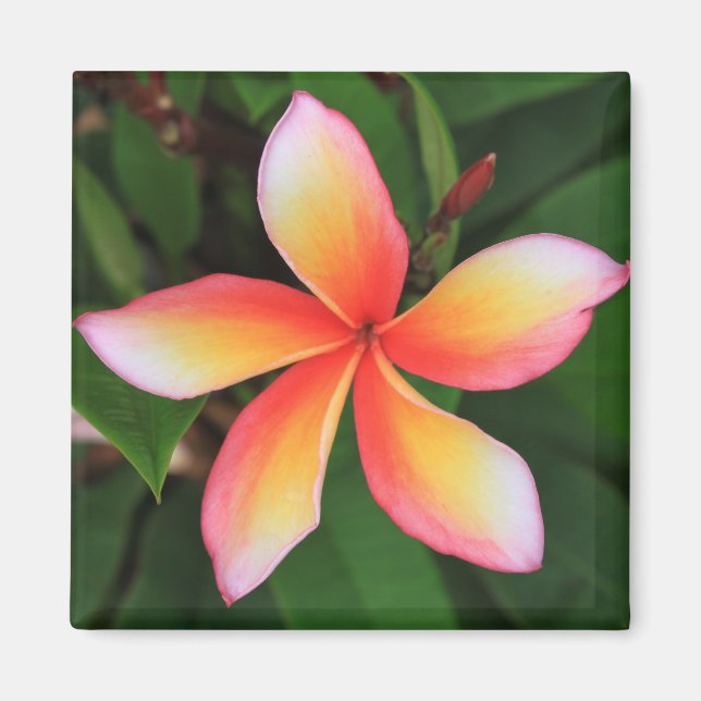 Frangipani flower magnet (Front)