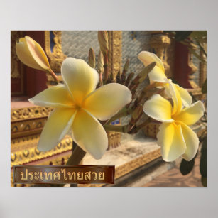 Frangipani Flowers in Thailand Poster