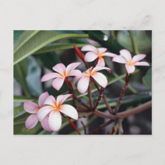 Frangipani Flowers Postcard