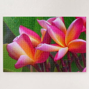 frangipani flowers puzzle