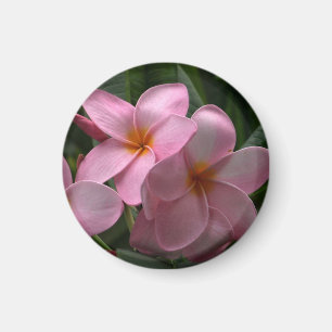 Frangipani mini-magnet magnet
