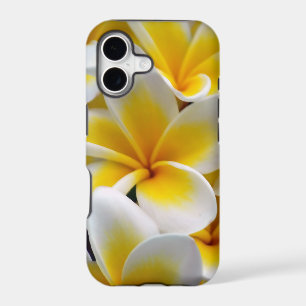 Frangipani Plumeria Flower Photo