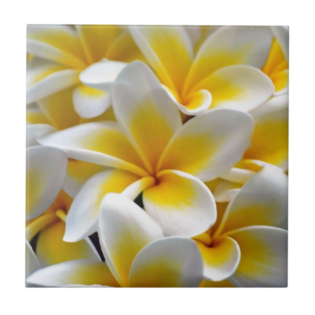 Frangipani Plumeria Flower Photo Ceramic Tile (Front)