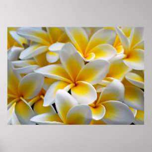 Frangipani Plumeria Flower Photo Poster
