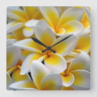Frangipani Plumeria Flower Photo