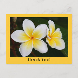 Frangipani Postcard