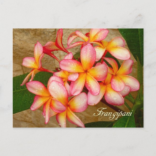 Frangipani Postcard (Front)
