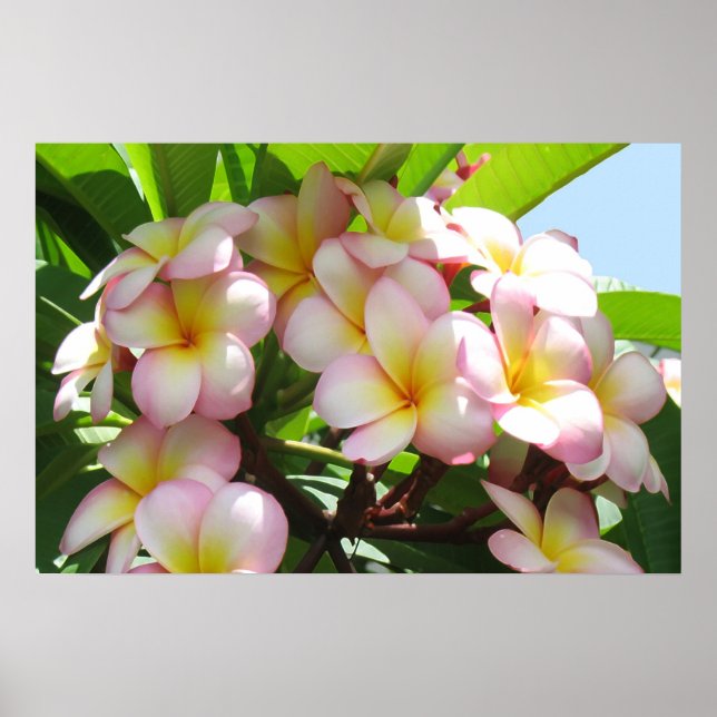 Frangipani Poster (Front)
