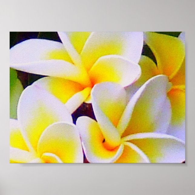 frangipani Poster (Front)