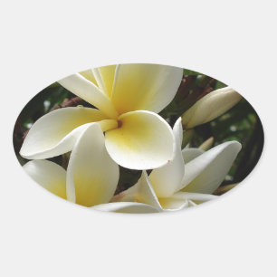 Frangipani Tree Blossoms Destiny Peace Love Flora Oval Sticker
