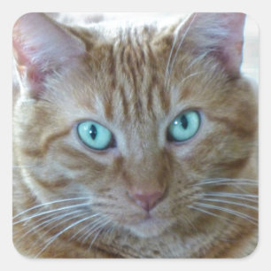 Frankie Square Sticker