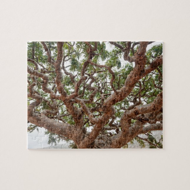 Frankincense Trees, Homhil Plateau, Socotra Island Jigsaw Puzzle (Horizontal)