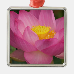 Franklin NC, Perry's Water Garden, Lotus 2 Metal Ornament