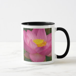 Franklin NC, Perry's Water Garden, Lotus 2 Mug