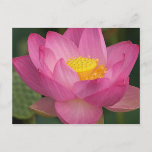 Franklin NC, Perry's Water Garden, Lotus 2 Postcard