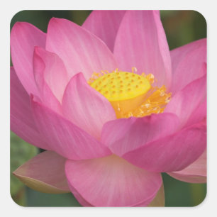 Franklin NC, Perry's Water Garden, Lotus 2 Square Sticker