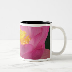 Franklin NC, Perry's Water Garden, Lotus 2 Two-Tone Coffee Mug