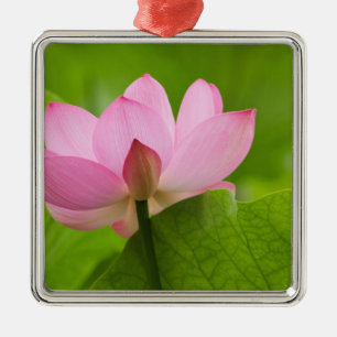 Franklin NC, Perry's Water Garden, Lotus Metal Tree Decoration