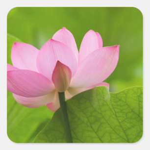 Franklin NC, Perry's Water Garden, Lotus Square Sticker