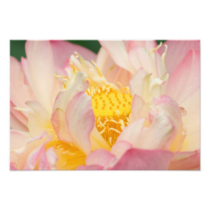 Franklin NC, Perry's Water Garden, Lotus with Photo Print