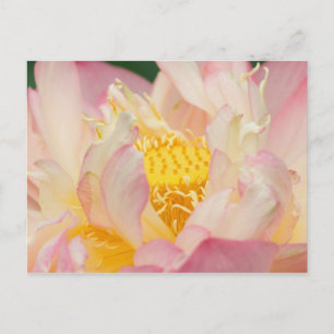 Franklin NC, Perry's Water Garden, Lotus with Postcard