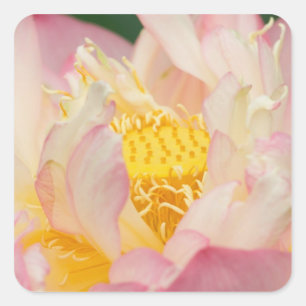 Franklin NC, Perry's Water Garden, Lotus with Square Sticker
