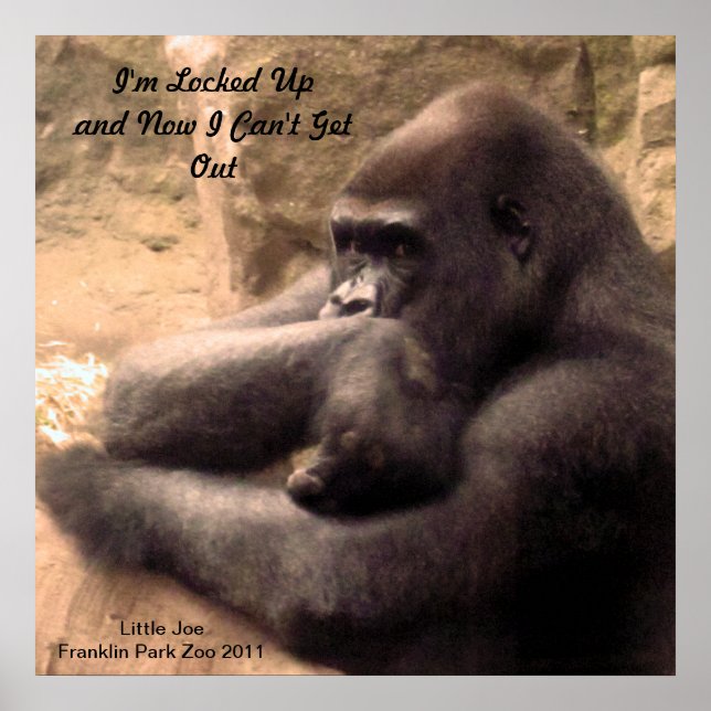 Franklin Park Zoo Gorilla Print (Front)